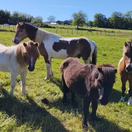 Bric à Brac au profit de vieux chevaux