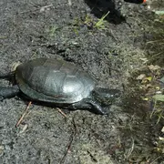 Bronzette des tortues