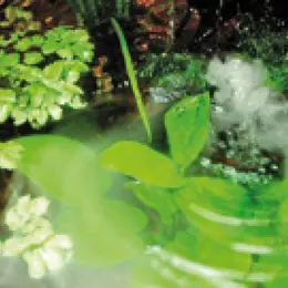 Les différentes sources d'eau pour agrémenter le jardin