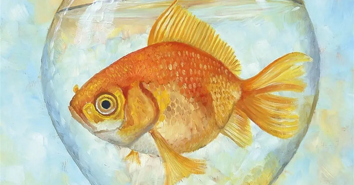 Bubulle, le poisson volant