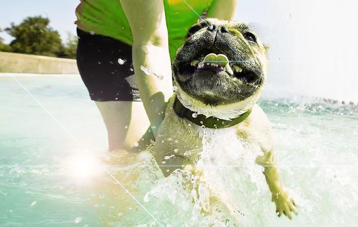 Canicule : une origine canine ?