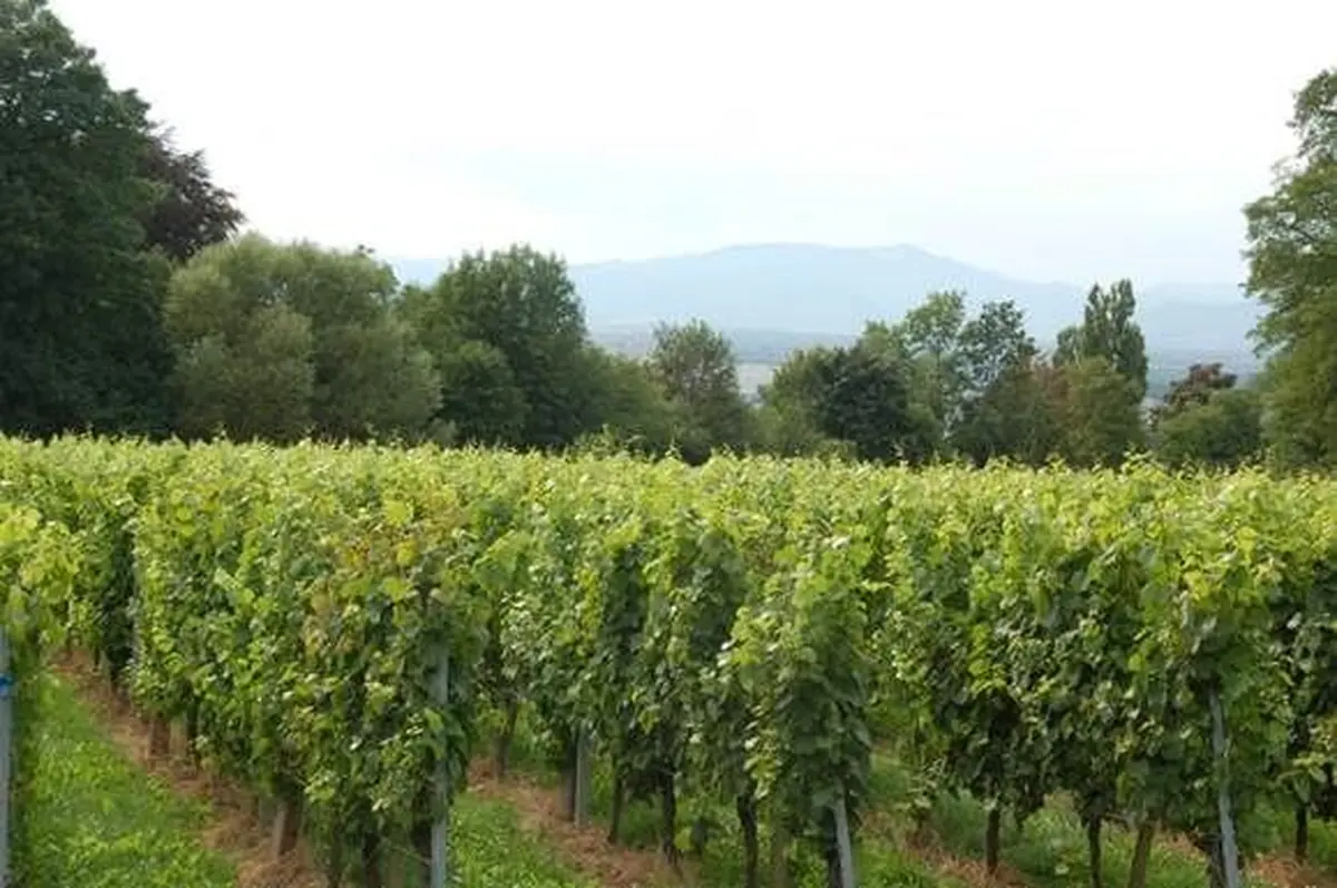 Balade dans le Haut Rebberg