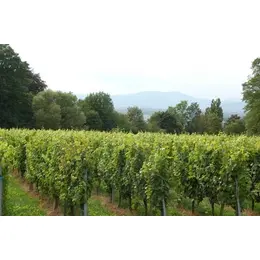 Balade dans le Haut Rebberg