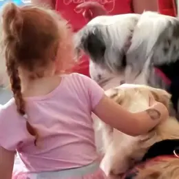 Médiation animale – Relaxation et lâcher-prise les chiens (adultes actifs).