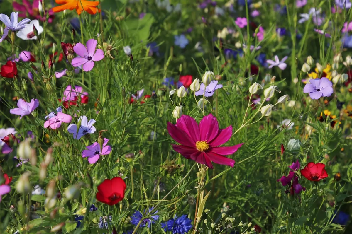 Une autre façon de regarder la nature