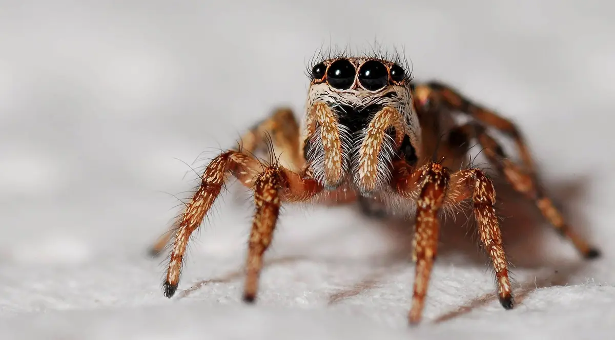 La Nature Près de Chez Moi : Même pas peur des araignées !