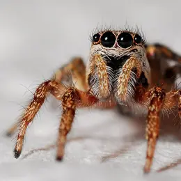 La Nature Près de Chez Moi : Même pas peur des araignées !