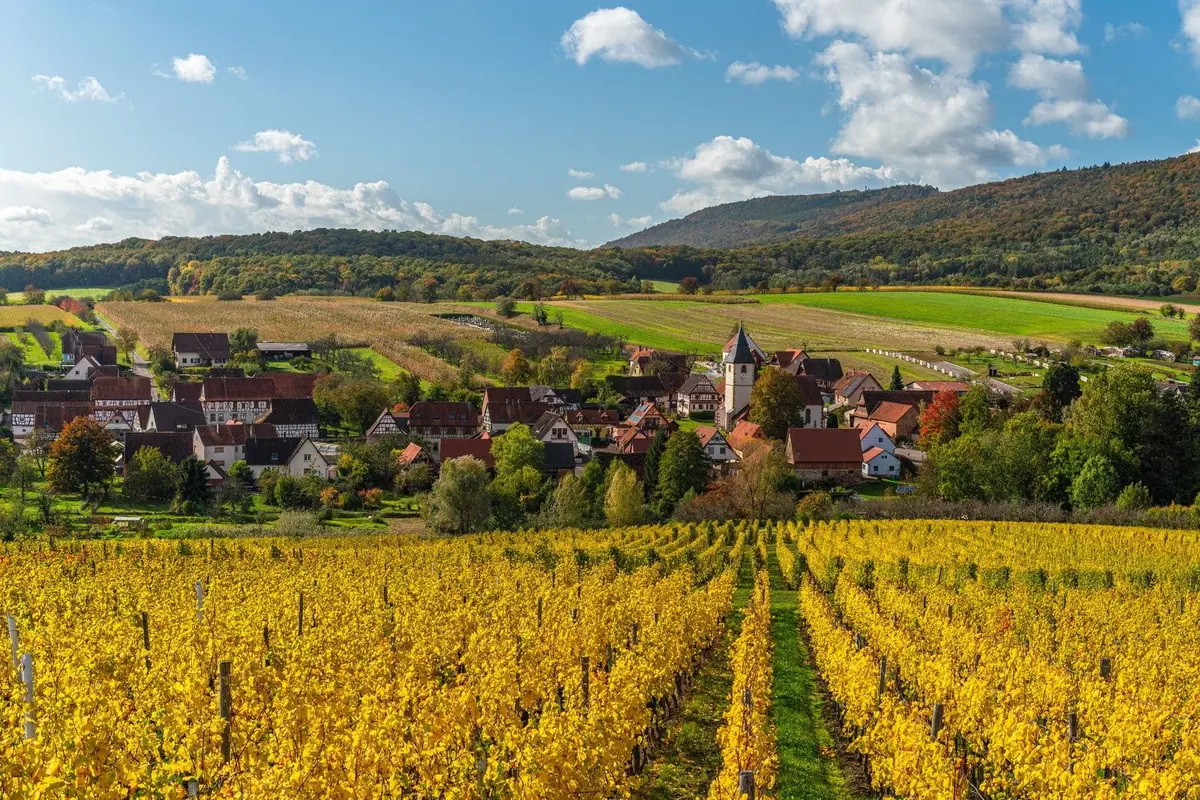 Dégustation de vins et balade dans les vignes