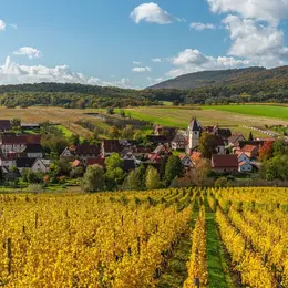 Dégustation de vins et balade dans les vignes