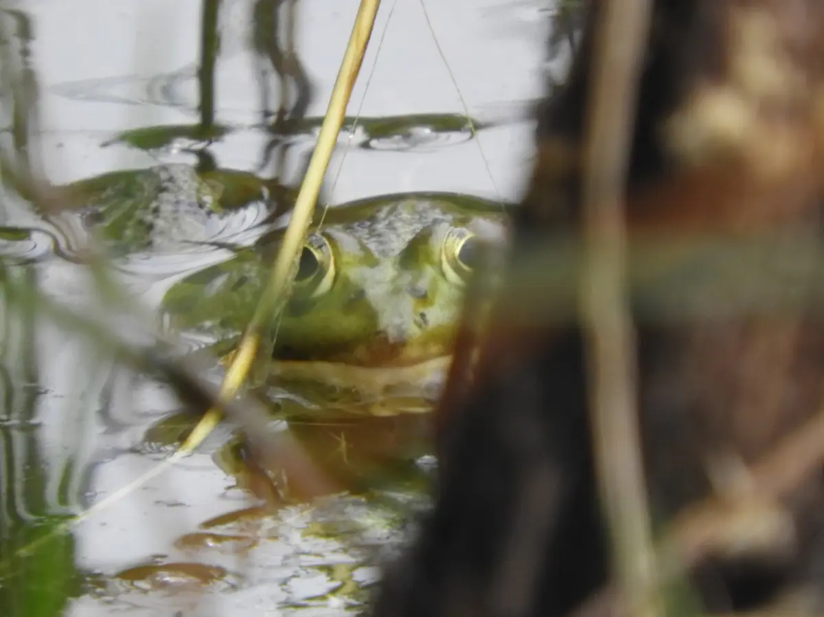 Ça grouille dans la mare !