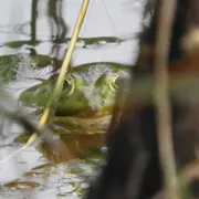 Ça grouille dans la mare !