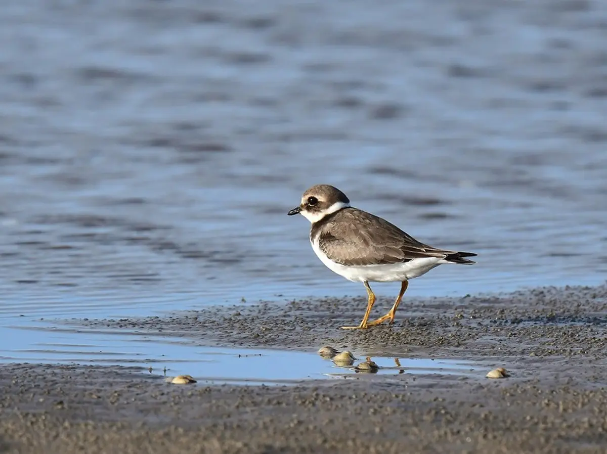 Ca vole dans l'estuaire