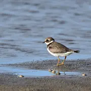 Ca vole dans l'estuaire