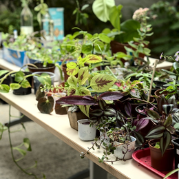 Café ô Jardin