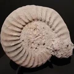 Café-patrimoine De la formation de la Terre à l'origine de l'Homme