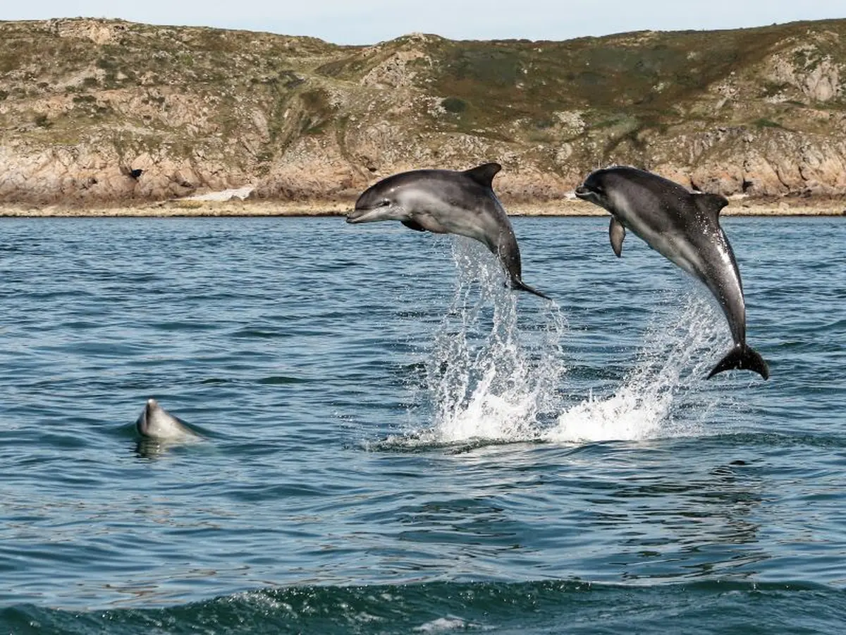 Café-patrimoine « Les mammifères marins de la mer de la Manche » par Maïlys Baudoint