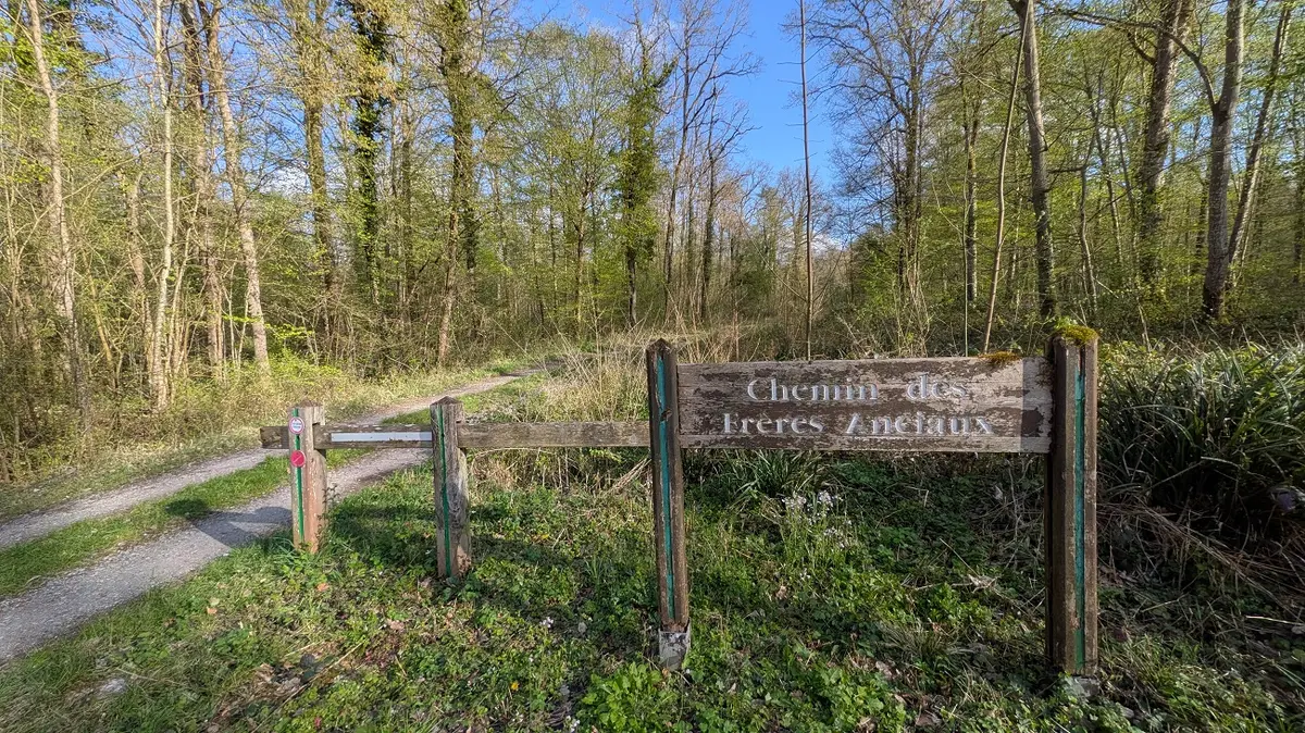 Café-rencontre à Vauclair autour de la gestion du dépérissement des chênes en forêt domaniale de Vauclair