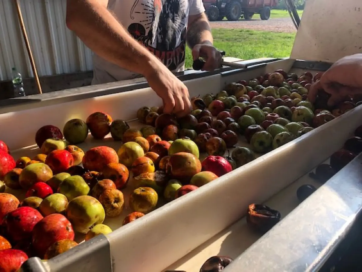 [Calvados Time] Activité récolte