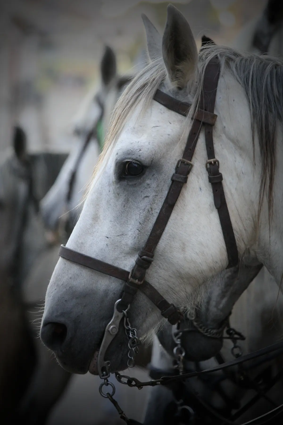 Camagri - Salon du cheval Camargue
