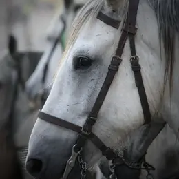 Camagri - Salon du cheval Camargue