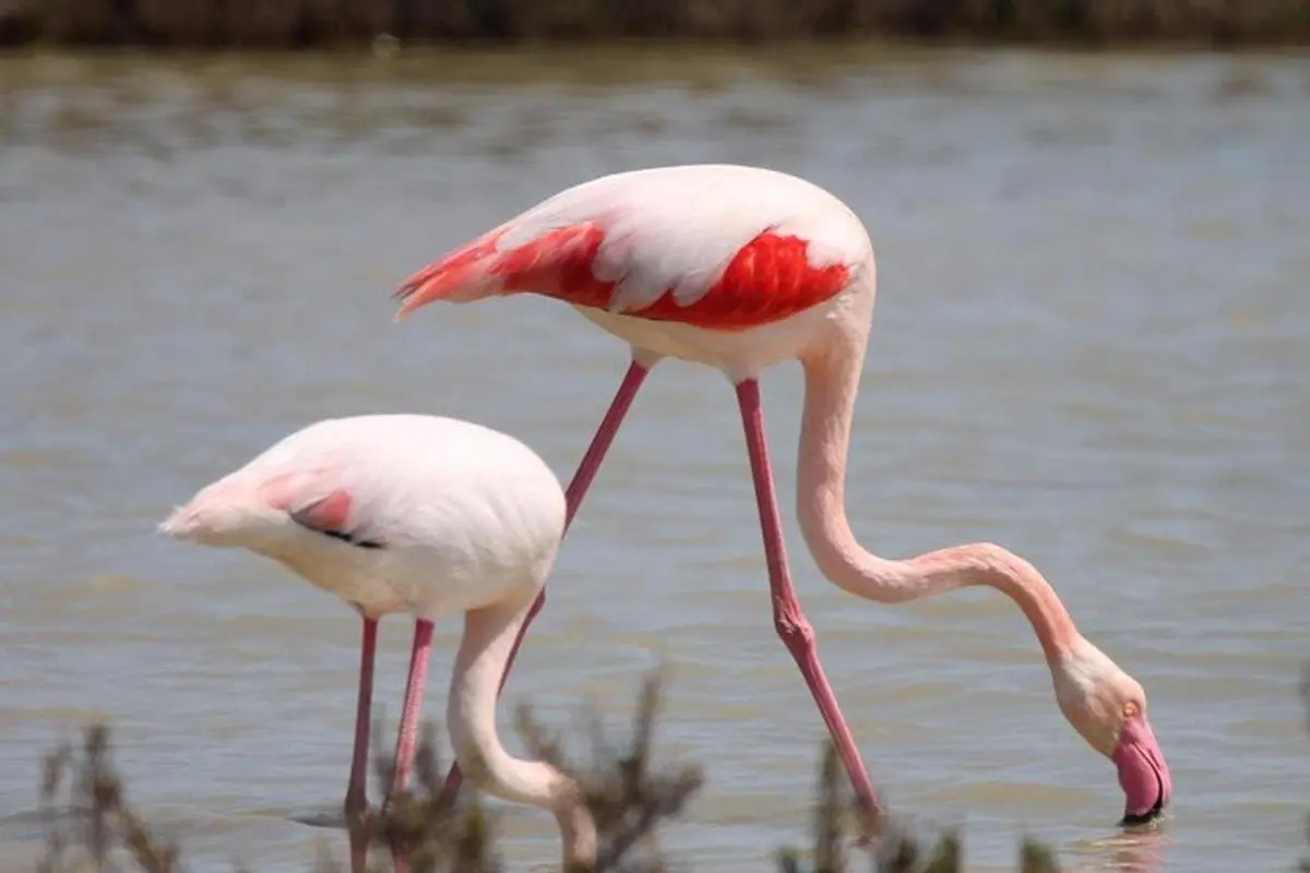 Deux flamants roses et rouges pataugent en eau peu profonde, l'un avec la tête immergée.