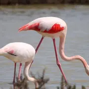 Camargue : Visite guidée d'Arles + Visite des Saintes-Maries-de-la-Mer