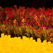 Candlelight : le meilleur de Bridgerton par un ensemble à cordes