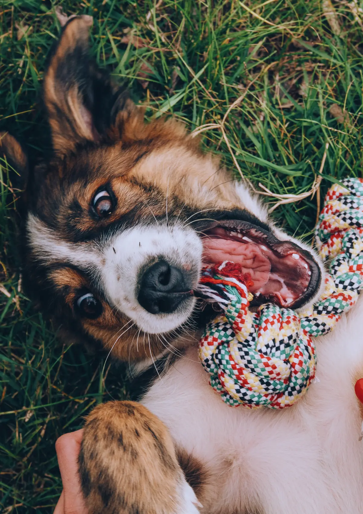 Cani'Colloc, 3ème édition