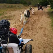 Cani-kart avec des chiens de traîneau à la Ferrière (85)