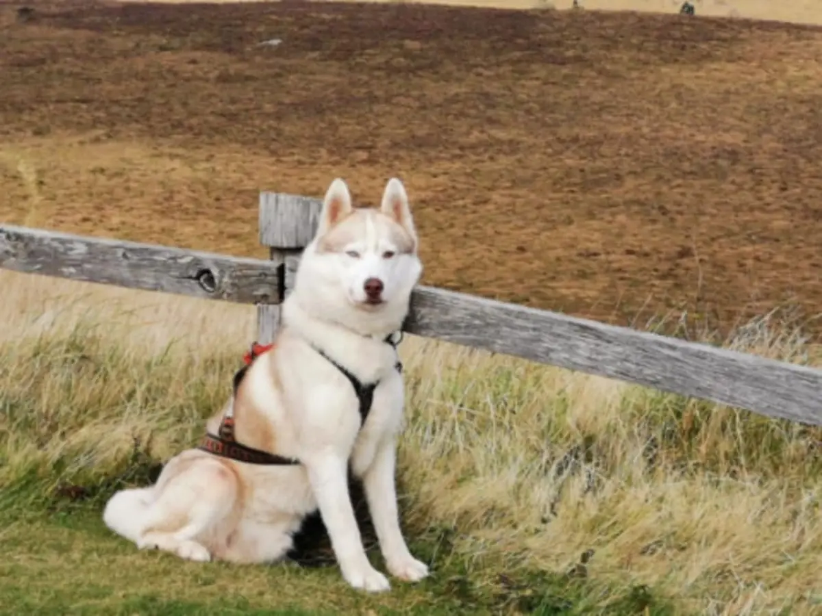 Cani-Rando aux Monts d'Arrée (29)