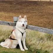 Cani-Rando aux Monts d'Arrée (29)