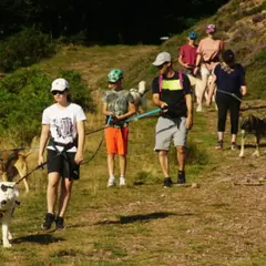 Cani-Rando dans la forêt du Braca à la Pierre Saint-Martin (64)
