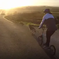 Cani-trottinette aux Monts d'Arrée (29)