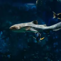 Aquarium de Lyon &copy; Aquarium de Lyon
