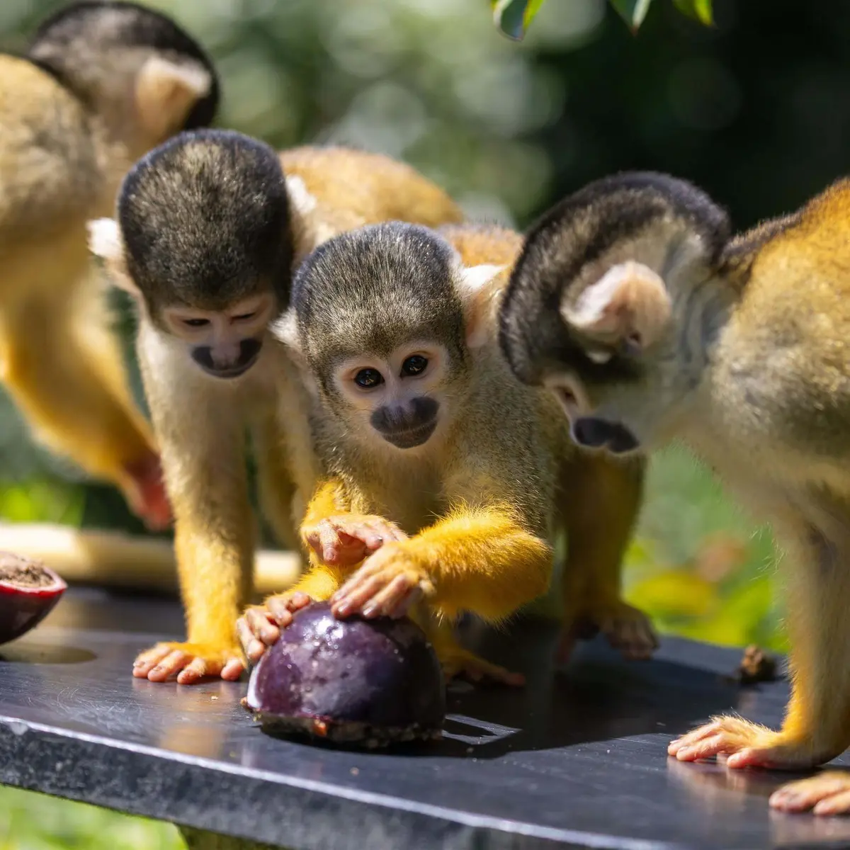 Canicule : dans les zoos, les animaux ont aussi droit aux glaces et aux douches fraîches