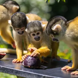 Canicule : dans les zoos, les animaux ont aussi droit aux glaces et aux douches fraîches