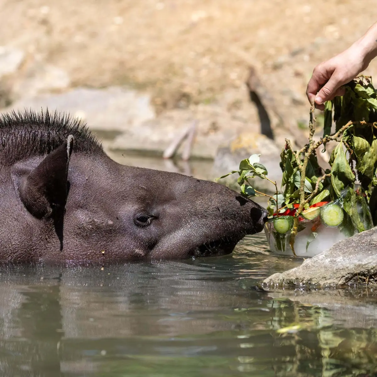 Canicule : dans les zoos, les animaux ont aussi droit aux glaces et aux douches fraîches