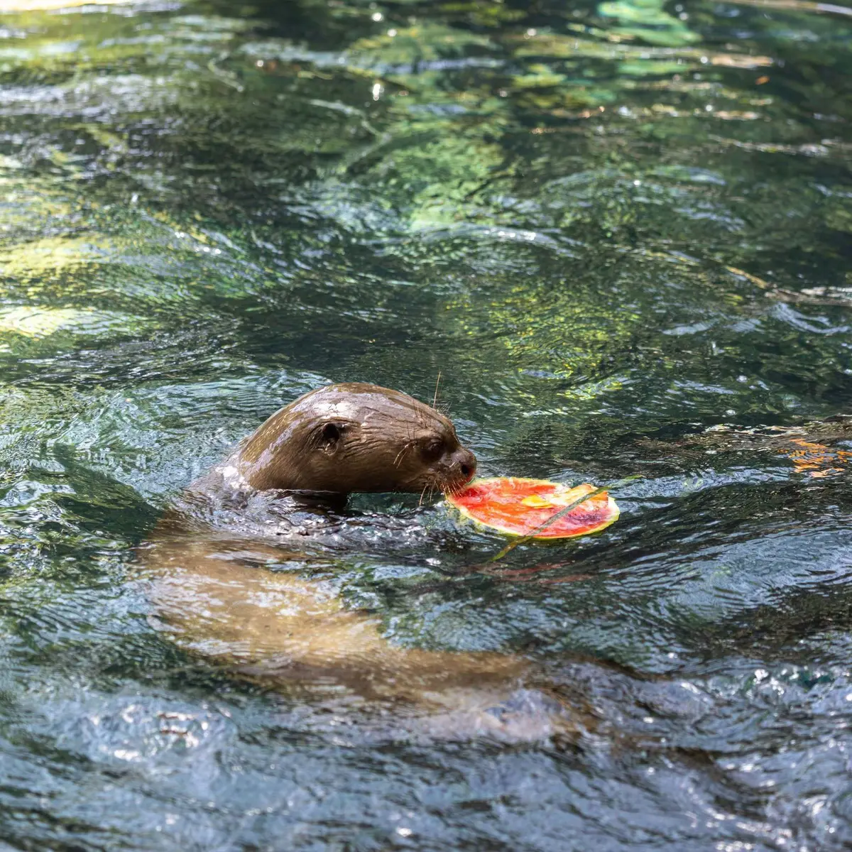 Canicule : dans les zoos, les animaux ont aussi droit aux glaces et aux douches fraîches