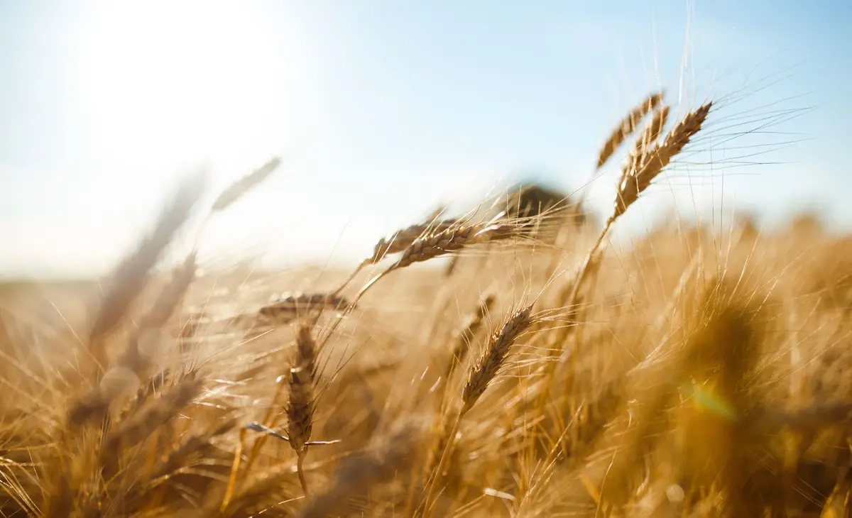 Canicule et sécheresse : comment les agriculteurs bio du Grand Est s'adaptent au changement climatique