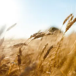 Canicule et sécheresse : comment les agriculteurs bio du Grand Est s'adaptent au changement climatique