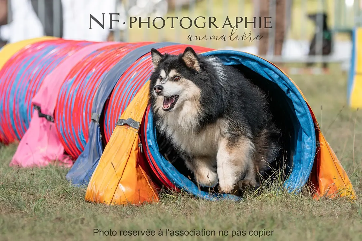 Canifun, Le Week-End Du Chien - 5ème édition