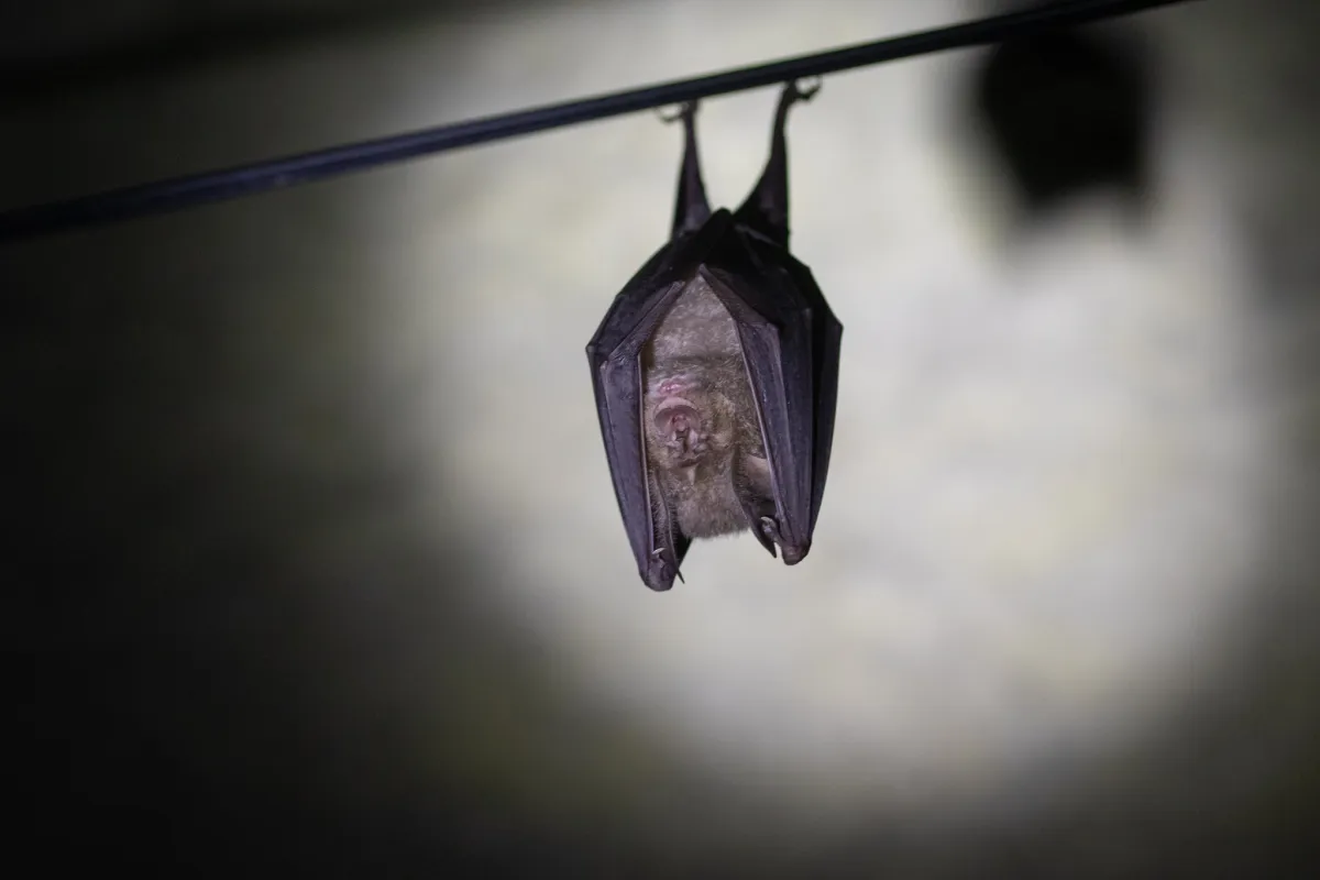 Canoë Nocturne Et Chauves-Souris