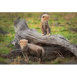 Carnet rose au zoo de Montpellier : quatre adorables bébés guépards sont nés !