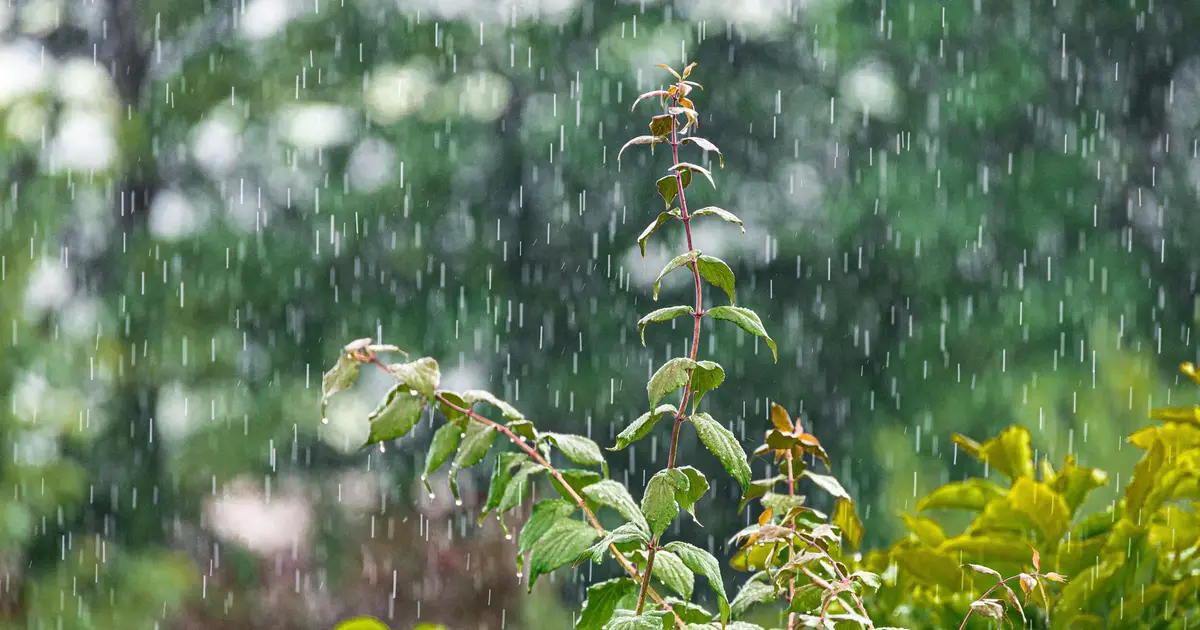 Castrum de Ségur : Cultiver la pluie