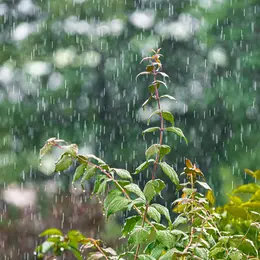 Castrum de Ségur : Cultiver la pluie