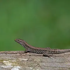 Castrum de Ségur : Exploration des habitats et des vies animales du château