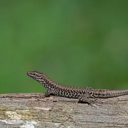 Castrum de Ségur : Exploration des habitats et des vies animales du château