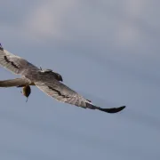 Causerie En quoi la cartographie aide à mieux comprendre les oiseaux qui nous entourent ?
