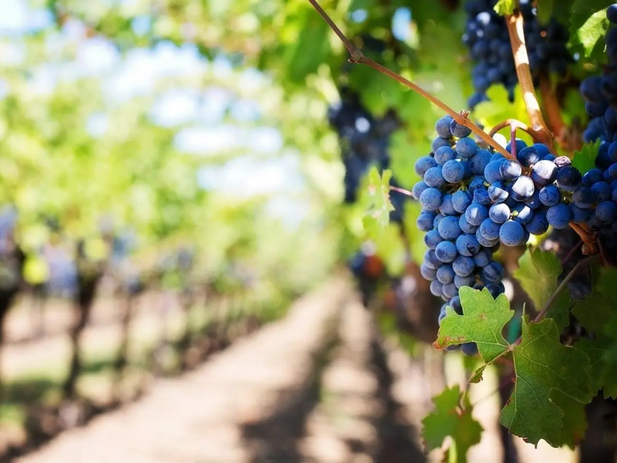 Cave ouverte au Bourg de Paille