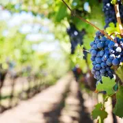 Cave ouverte au Bourg de Paille